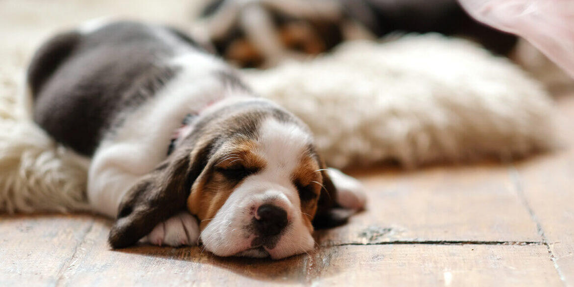 veterinary-3 portfolio-3-1140x570 (1) veterinary-3-portfolio-3-1140x570-1