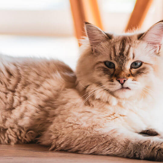 veterinary-3-portfolio-3-1140x570-2