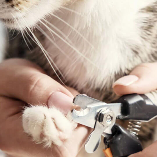 veterinary-3-portfolio-3-1140x570-6